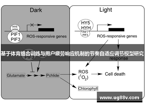 基于体育组合训练与用户疲劳响应机制的节奏自适应调节模型研究